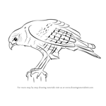 How to Draw a Hawk