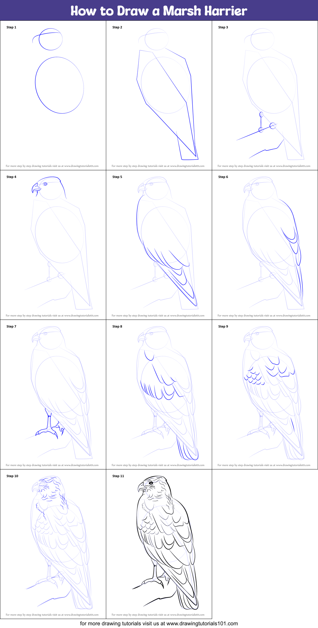 How to Draw a Marsh Harrier printable step by step drawing sheet ...