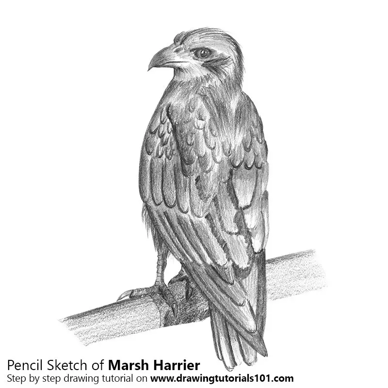 Pencil Sketch of Marsh Harrier - Pencil Drawing
