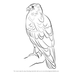 How to Draw a Marsh Harrier