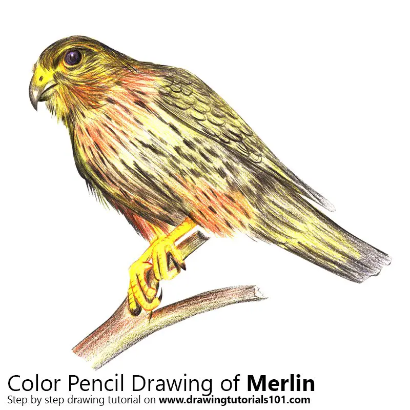 Merlin Color Pencil Drawing