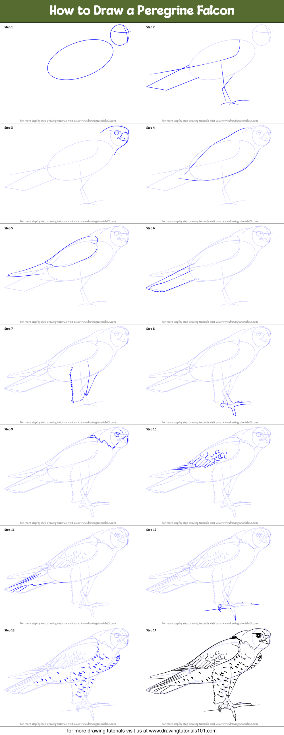 How to Draw a Peregrine Falcon printable step by step drawing sheet