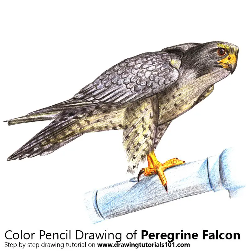 Peregrine Falcon Color Pencil Drawing