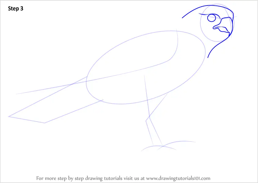 Learn How to Draw a Peregrine Falcon (Bird of prey) Step by Step
