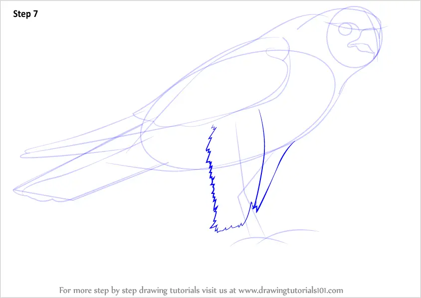 how to draw a falcon diving