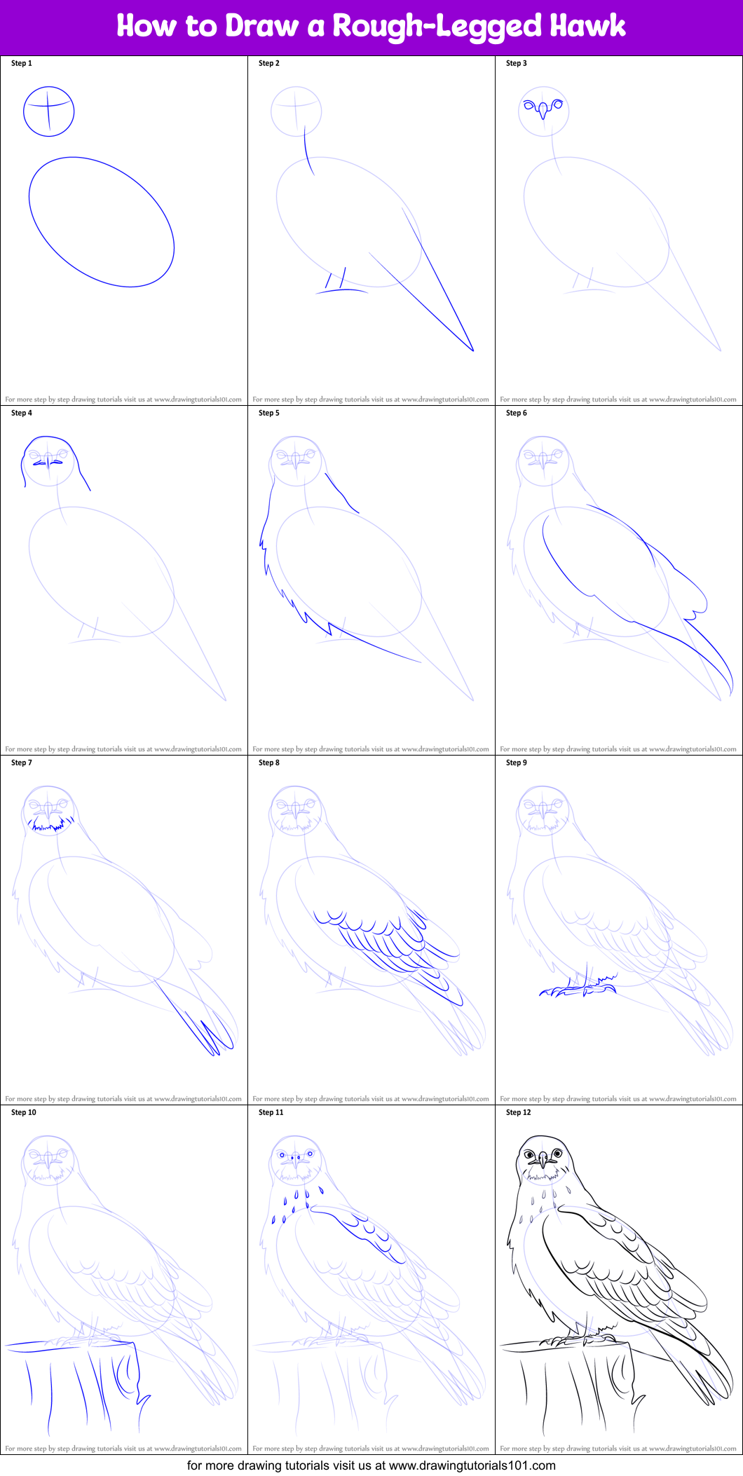 How to Draw a RoughLegged Hawk printable step by step drawing sheet