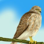 How to Draw a Sharp-Shinned Hawk