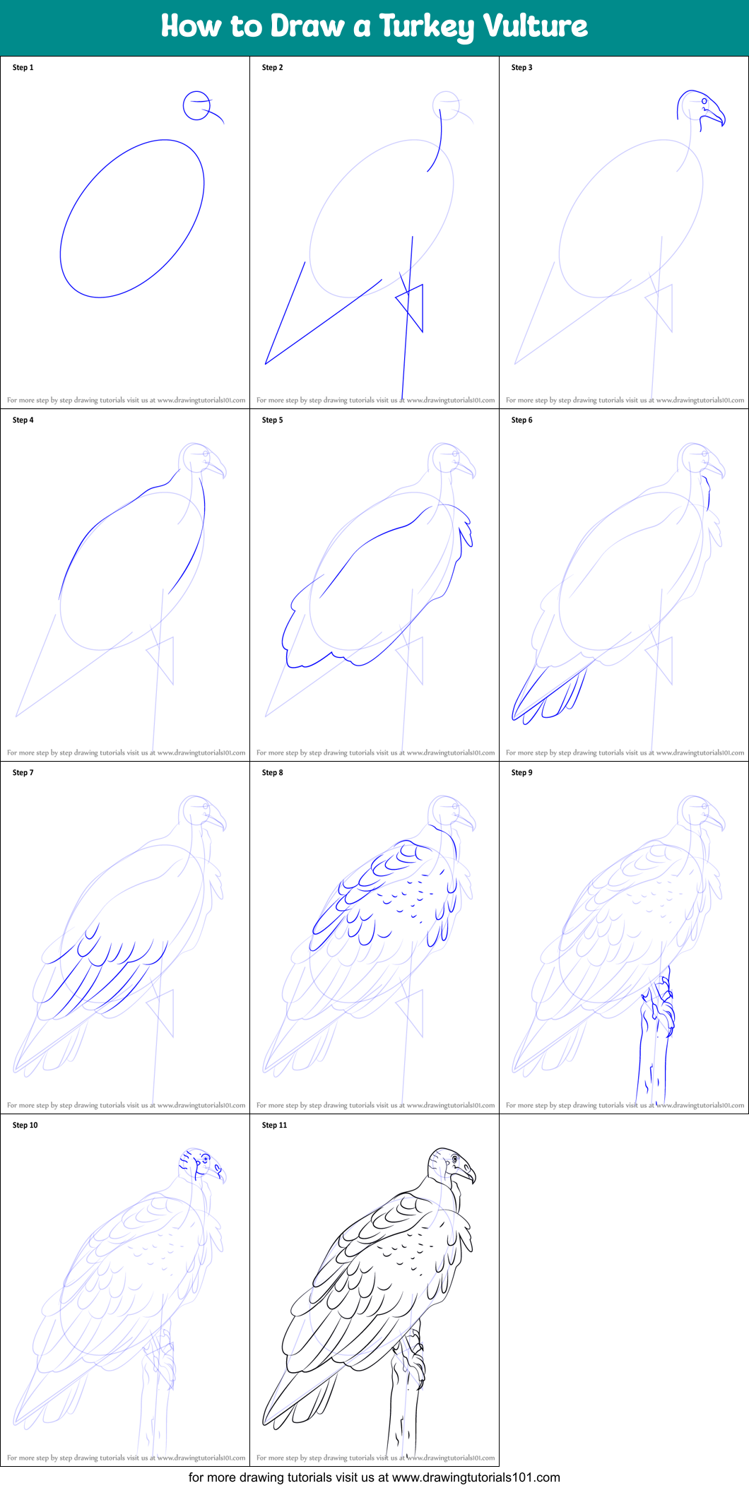 How to Draw a Turkey Vulture printable step by step