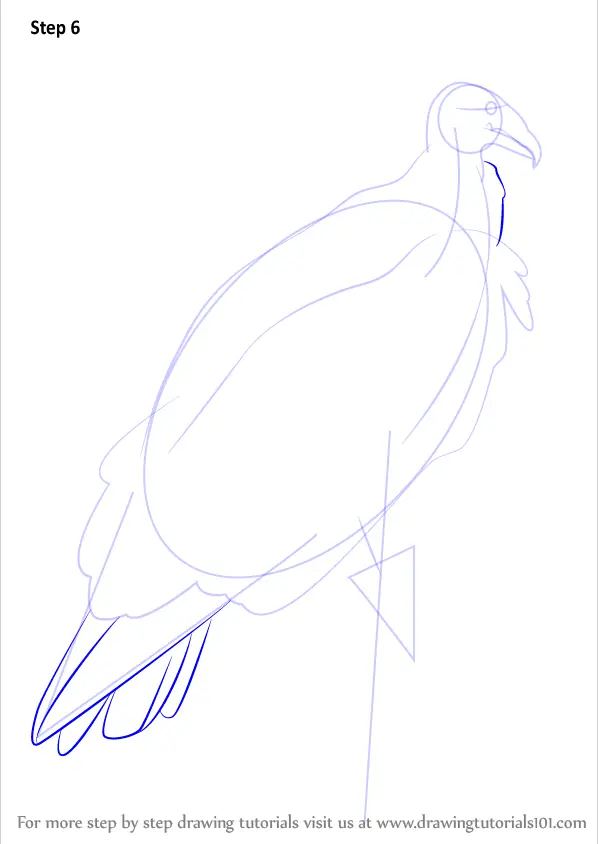 Learn How To Draw A Turkey Vulture Bird Of Prey Step By Step