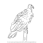 How to Draw a Turkey Vulture