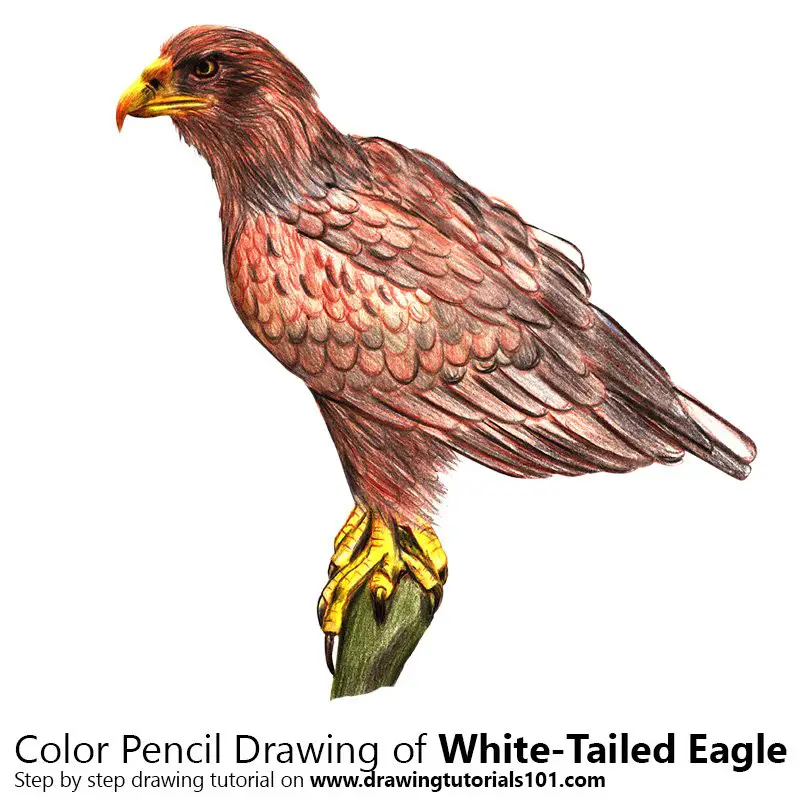 White-Tailed Eagle Color Pencil Drawing