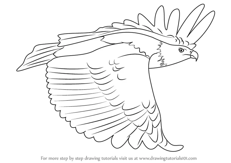 Learn How to Draw a African Fish Eagle in Flight (Birds) Step by Step ...