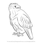 How to Draw an African Fish Eagle