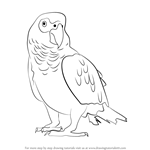 Learn How To Draw An African Grey Parrot (birds) Step By Step : Drawing 