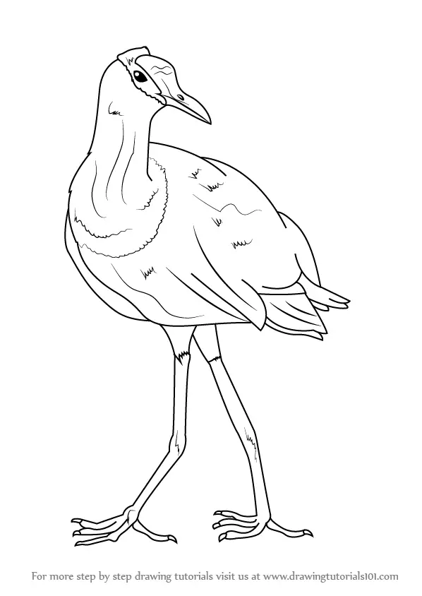 Learn How to Draw an African Jacana (Birds) Step by Step : Drawing ...