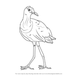 How to Draw an African Jacana