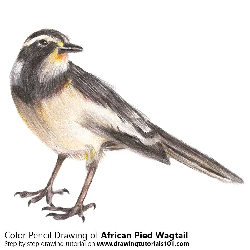 African pied wagtail Color Pencil Drawing
