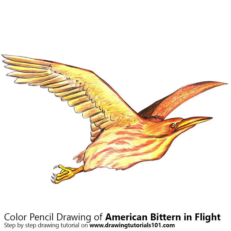 American Bittern in Flight Color Pencil Drawing