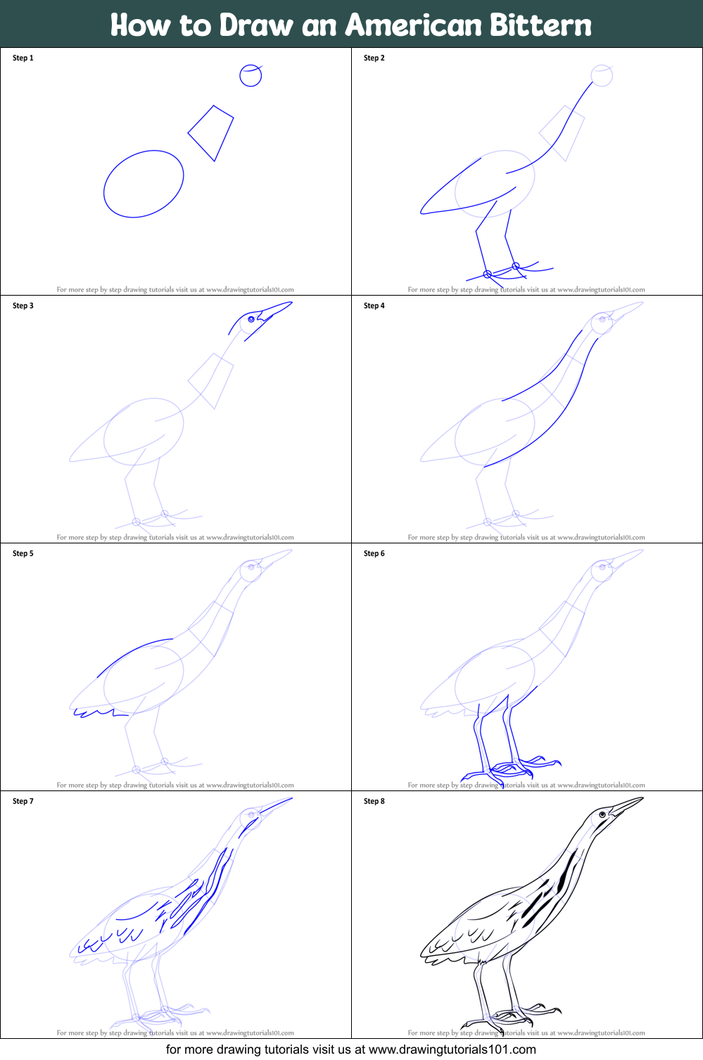 How to Draw an American Bittern printable step by step drawing sheet ...