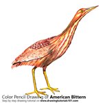 How to Draw an American Bittern
