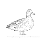 How to Draw a American black duck