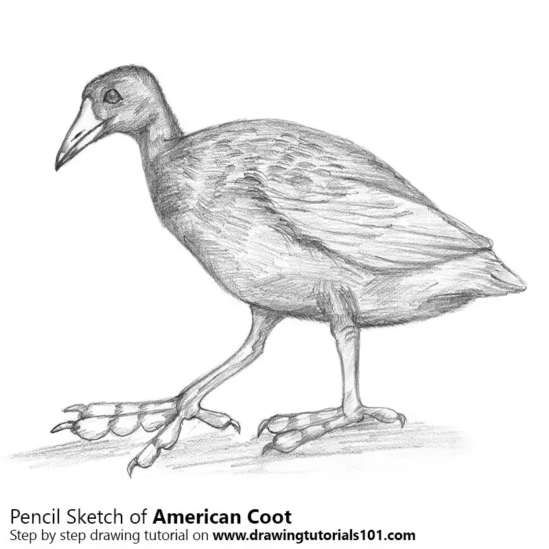 Pencil Sketch of American Coot - Pencil Drawing