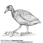How to Draw an American Coot