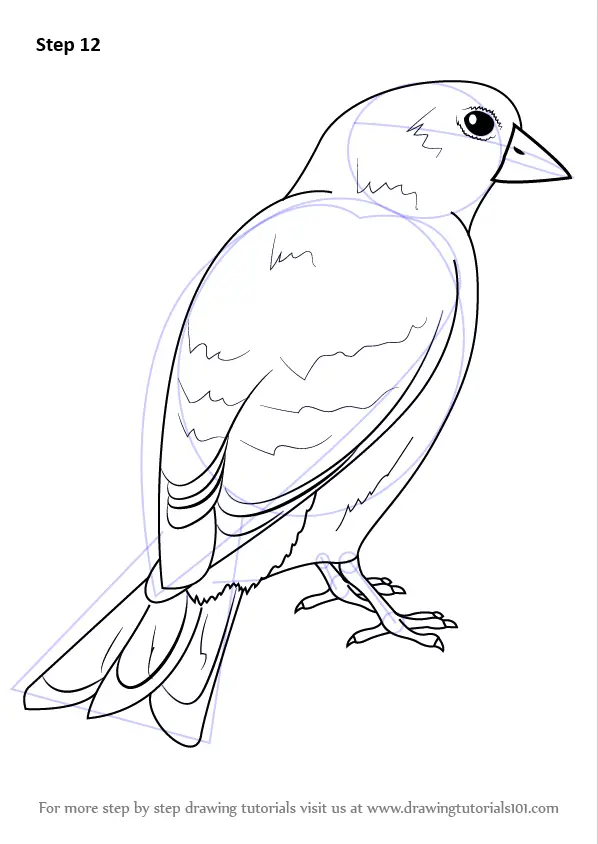 Learn How to Draw an American Goldfinch (Birds) Step by Step Drawing