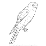 How to Draw an American Kestrel