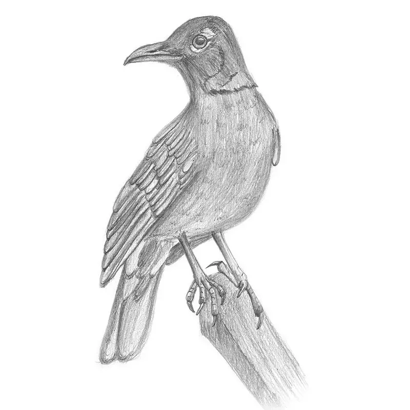 Pencil Sketch of American robin - Pencil Drawing