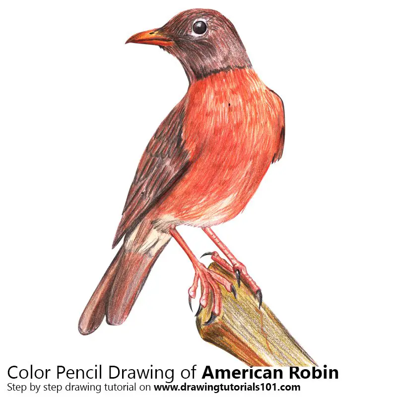 Beginners  How to draw a robin step by step  YouTube