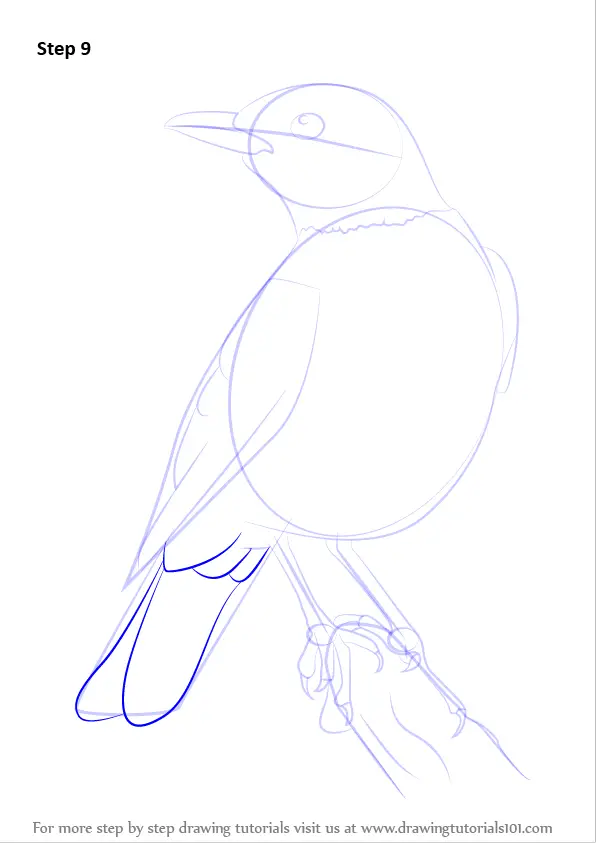 Learn How to Draw an American robin (Birds) Step by Step : Drawing