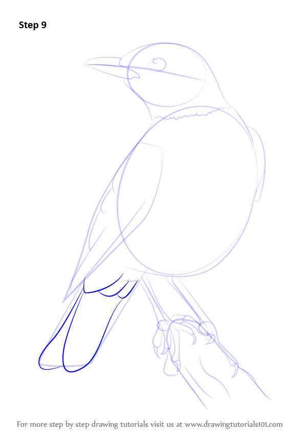 Learn How to Draw an American robin (Birds) Step by Step : Drawing