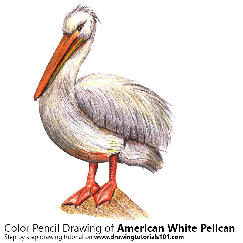 American White Pelican Color Pencil Drawing