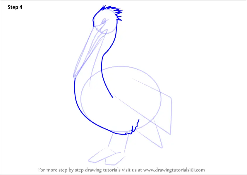 Learn How To Draw An American White Pelican Birds Step By Step