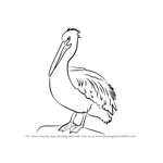How to Draw an American White Pelican