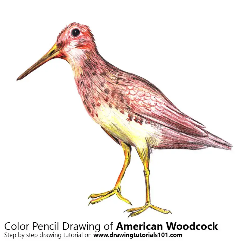 American Woodcock Color Pencil Drawing
