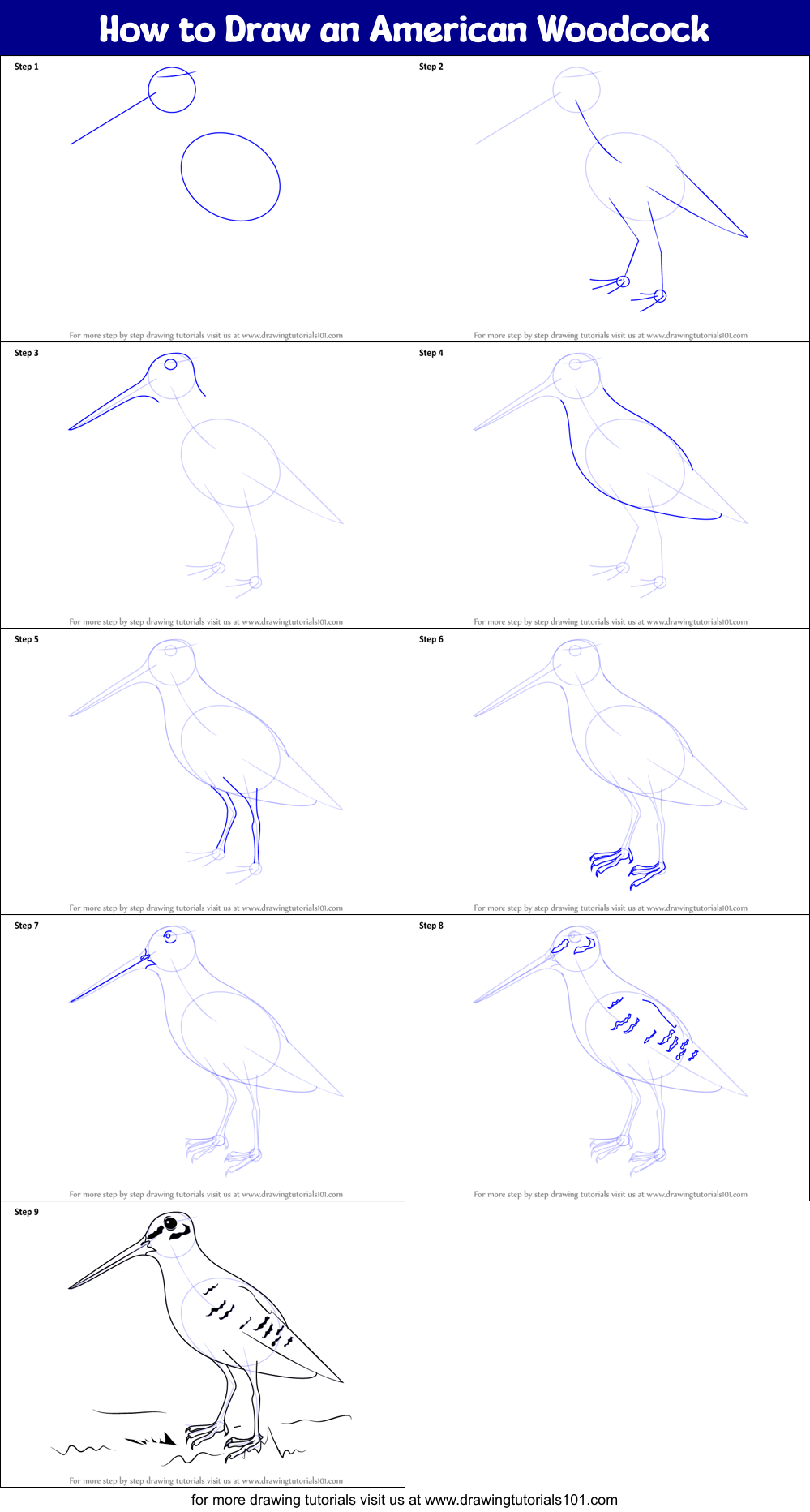 How to Draw an American Woodcock printable step by step drawing sheet ...