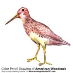 How to Draw an American Woodcock