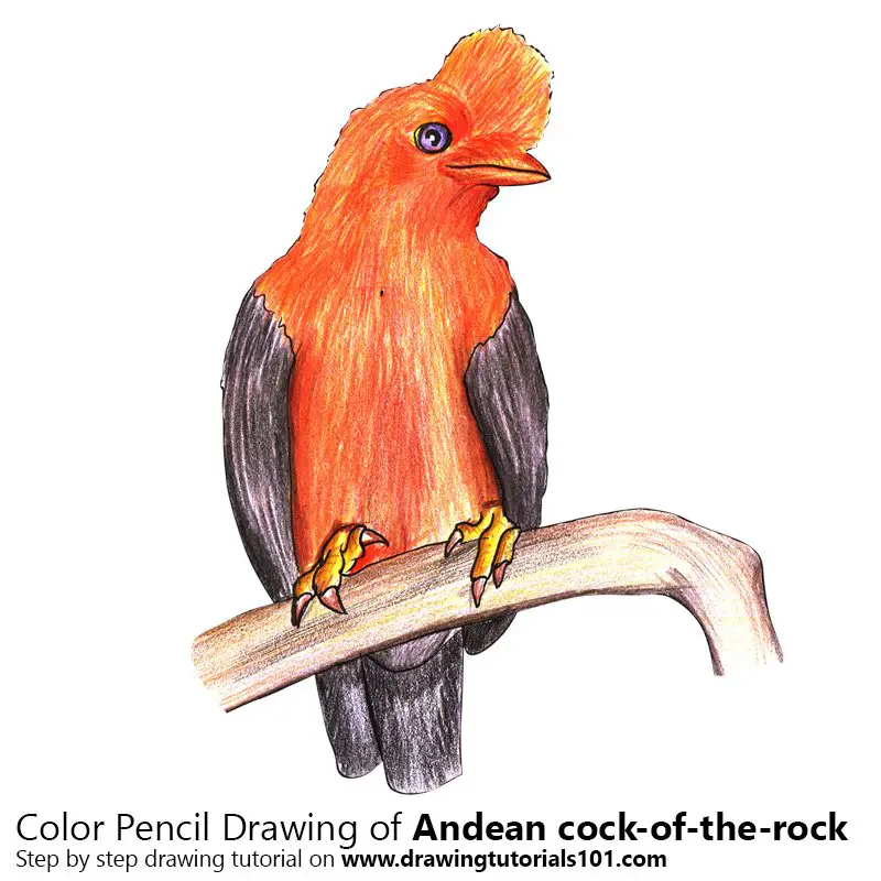 Andean cock-of-the-rock Color Pencil Drawing