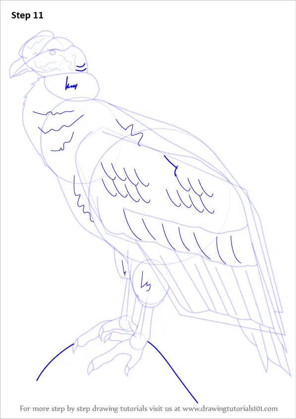 Step by Step How to Draw an Andean condor