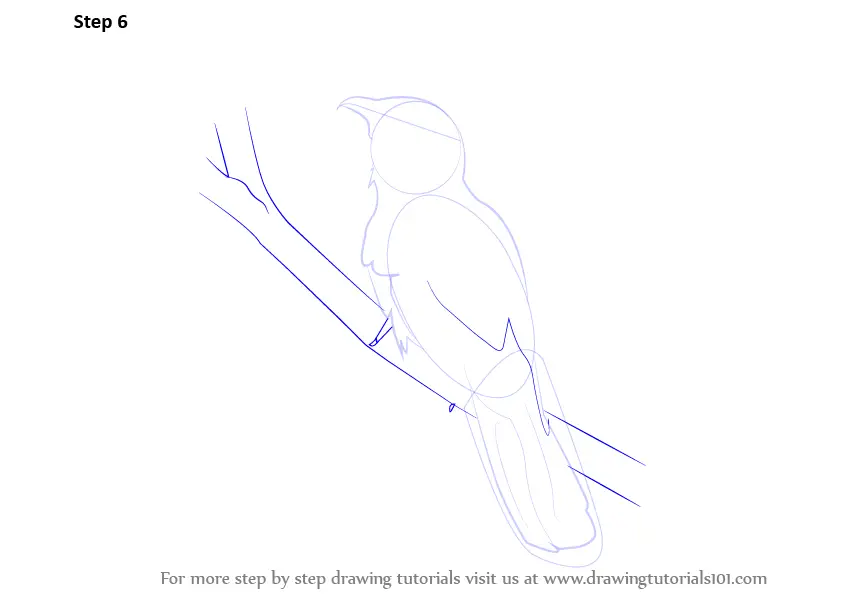 Learn How to Draw a Asian Koel (Birds) Step by Step : Drawing Tutorials