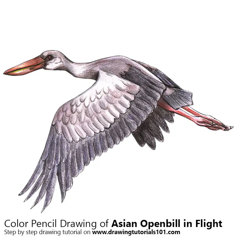 Asian Openbill in Flight Color Pencil Drawing