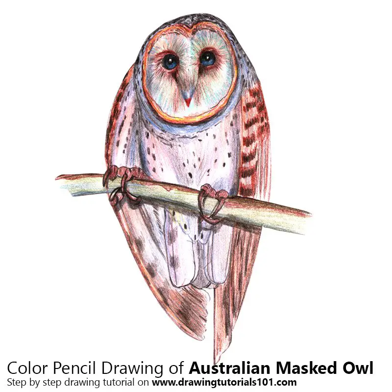 Australian Masked Owl Color Pencil Drawing