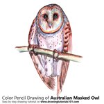 How to Draw an Australian Masked Owl