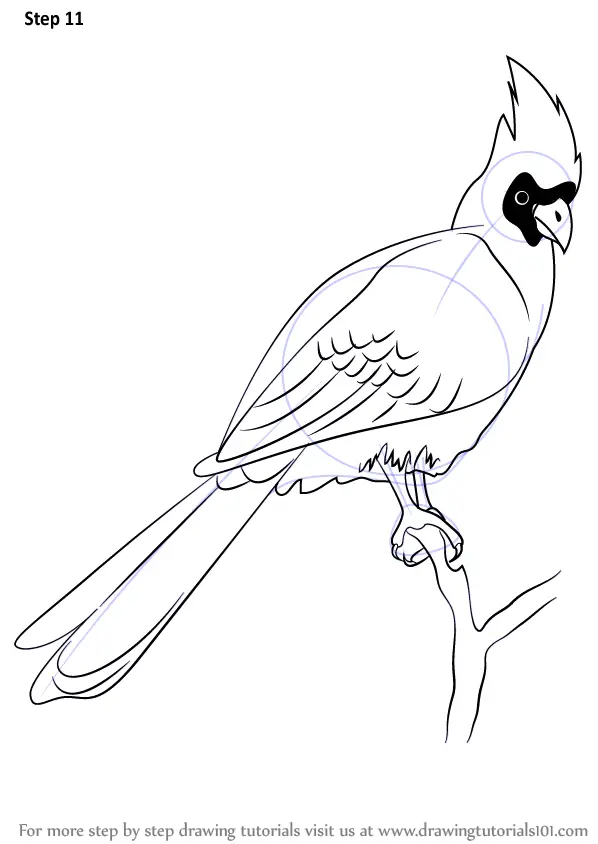 Learn How to Draw a Bare-Faced Go Away Bird (Birds) Step by Step ...