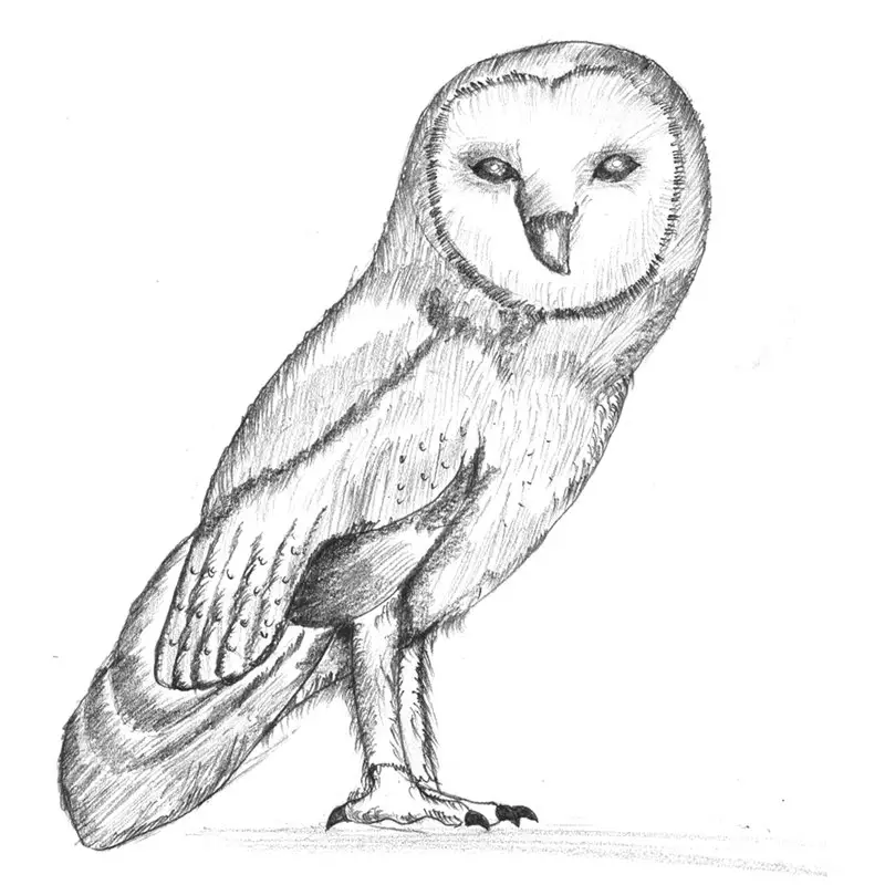 Pencil Sketch of Barn Owl - Pencil Drawing