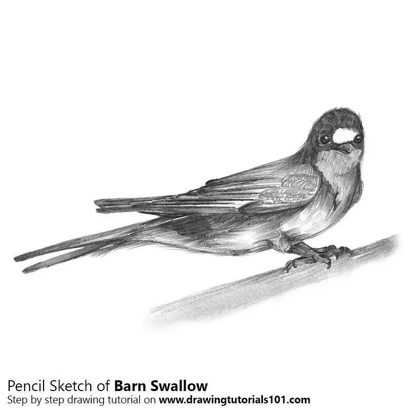 Pencil Sketch of Barn Swallow - Pencil Drawing