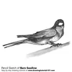 How to Draw a Barn swallow