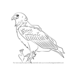 How to Draw a Bateleur Eagle